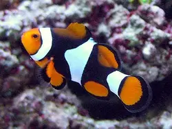 دلقک ماهی پرکولا اونیکس - فروشگاه اینترنتی ایران کورال