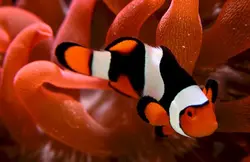 دلقک ماهی پرکولا اونیکس - فروشگاه اینترنتی ایران کورال