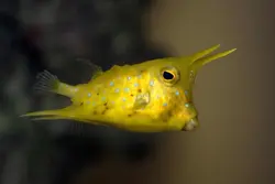 گاو ماهی شاخ بلند - فروشگاه اینترنتی ایران کورال