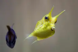 گاو ماهی شاخ بلند - فروشگاه اینترنتی ایران کورال