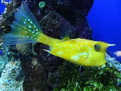 گاو ماهی شاخ بلند - فروشگاه اینترنتی ایران کورال