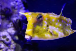 گاو ماهی شاخ بلند - فروشگاه اینترنتی ایران کورال