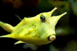 گاو ماهی شاخ بلند - فروشگاه اینترنتی ایران کورال