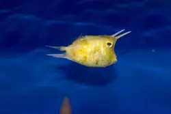 گاو ماهی شاخ بلند - فروشگاه اینترنتی ایران کورال