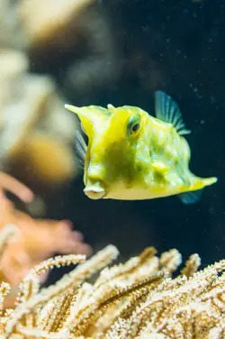 گاو ماهی شاخ بلند - فروشگاه اینترنتی ایران کورال