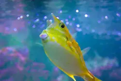 گاو ماهی شاخ بلند - فروشگاه اینترنتی ایران کورال