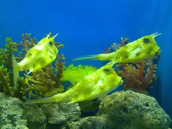 گاو ماهی شاخ بلند - فروشگاه اینترنتی ایران کورال