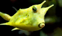 گاو ماهی شاخ بلند - فروشگاه اینترنتی ایران کورال