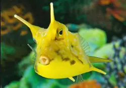 گاو ماهی شاخ بلند - فروشگاه اینترنتی ایران کورال