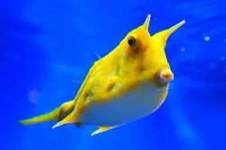 گاو ماهی شاخ بلند - فروشگاه اینترنتی ایران کورال