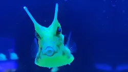 گاو ماهی شاخ بلند - فروشگاه اینترنتی ایران کورال