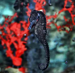 مشخصات، قیمت و خرید اسب دریایی سیاه - 0 تا 100 تکثیر اسب دریایی سیاه