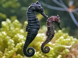 مشخصات، قیمت و خرید اسب دریایی سیاه - 0 تا 100 تکثیر اسب دریایی سیاه