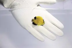 فرشته ماهی پولک طلایی نابالغ - فروشگاه اینترنتی ایران کورال