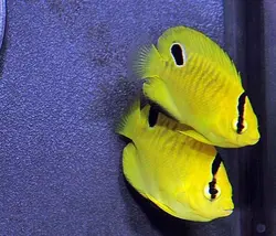 فرشته ماهی پولک طلایی نابالغ - فروشگاه اینترنتی ایران کورال