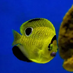 فرشته ماهی پولک طلایی نابالغ - فروشگاه اینترنتی ایران کورال