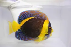 قیمت و خرید فرشته ماهی اسکریبلد - بهترین کیفیت فرشته ماهی اسکریبلد در ایران کورال با 100 درصد تضمین سلامت