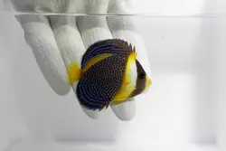 قیمت و خرید فرشته ماهی اسکریبلد - بهترین کیفیت فرشته ماهی اسکریبلد در ایران کورال با 100 درصد تضمین سلامت