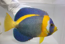 قیمت و خرید فرشته ماهی اسکریبلد - بهترین کیفیت فرشته ماهی اسکریبلد در ایران کورال با 100 درصد تضمین سلامت