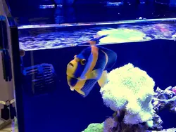 قیمت و خرید فرشته ماهی اسکریبلد - بهترین کیفیت فرشته ماهی اسکریبلد در ایران کورال با 100 درصد تضمین سلامت