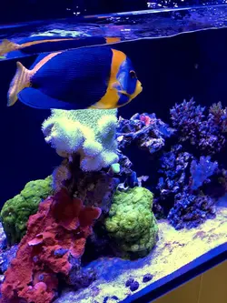 قیمت و خرید فرشته ماهی اسکریبلد - بهترین کیفیت فرشته ماهی اسکریبلد در ایران کورال با 100 درصد تضمین سلامت