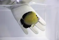 فرشته ماهی پولک طلایی بالغ - فروشگاه اینترنتی ایران کورال