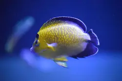 فرشته ماهی پولک طلایی بالغ - فروشگاه اینترنتی ایران کورال