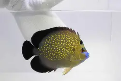 فرشته ماهی پولک طلایی بالغ - فروشگاه اینترنتی ایران کورال