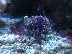 قیمت و خرید توتیای بلو توکسیدو - مشخصات 0 تا 100 توتیای بلو توکسیدو