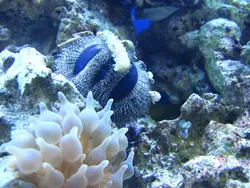 قیمت و خرید توتیای بلو توکسیدو - مشخصات 0 تا 100 توتیای بلو توکسیدو