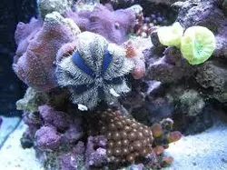 قیمت و خرید توتیای بلو توکسیدو - مشخصات 0 تا 100 توتیای بلو توکسیدو