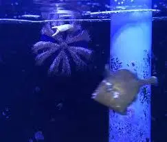 قیمت و خرید توتیای بلو توکسیدو - مشخصات 0 تا 100 توتیای بلو توکسیدو