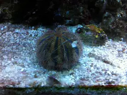 قیمت و خرید توتیای بلو توکسیدو - مشخصات 0 تا 100 توتیای بلو توکسیدو