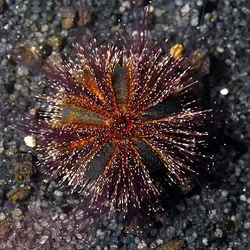 قیمت و خرید توتیای بلو توکسیدو - مشخصات 0 تا 100 توتیای بلو توکسیدو