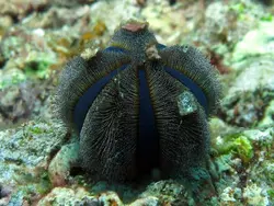 قیمت و خرید توتیای بلو توکسیدو - مشخصات 0 تا 100 توتیای بلو توکسیدو