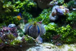 قیمت و خرید توتیای بلو توکسیدو - مشخصات 0 تا 100 توتیای بلو توکسیدو