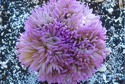 شقایق سبا بنفش - فروشگاه اینترنتی ایران کورال