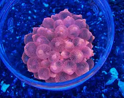 شقایق بابل رز صورتی - فروشگاه اینترنتی ایران کورال