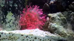 شقایق بابل رز صورتی - فروشگاه اینترنتی ایران کورال