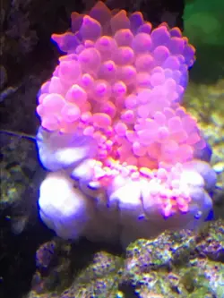 شقایق بابل رز صورتی - فروشگاه اینترنتی ایران کورال