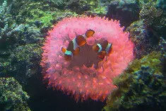 شقایق بابل رز صورتی - فروشگاه اینترنتی ایران کورال