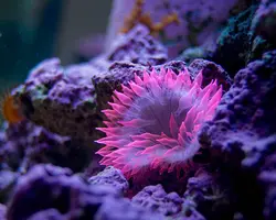 شقایق بابل رز صورتی - فروشگاه اینترنتی ایران کورال