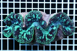 صدف ماکسیما - فروشگاه اینترنتی ایران کورال