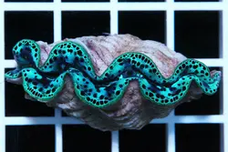 صدف ماکسیما - فروشگاه اینترنتی ایران کورال