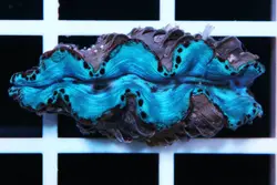 صدف ماکسیما - فروشگاه اینترنتی ایران کورال