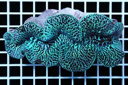 صدف ماکسیما - فروشگاه اینترنتی ایران کورال