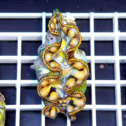 صدف ماکسیما طلایی - فروشگاه اینترنتی ایران کورال