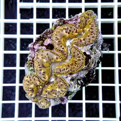 صدف ماکسیما طلایی - فروشگاه اینترنتی ایران کورال