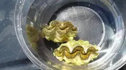 صدف ماکسیما طلایی - فروشگاه اینترنتی ایران کورال