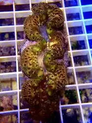 صدف ماکسیما طلایی - فروشگاه اینترنتی ایران کورال